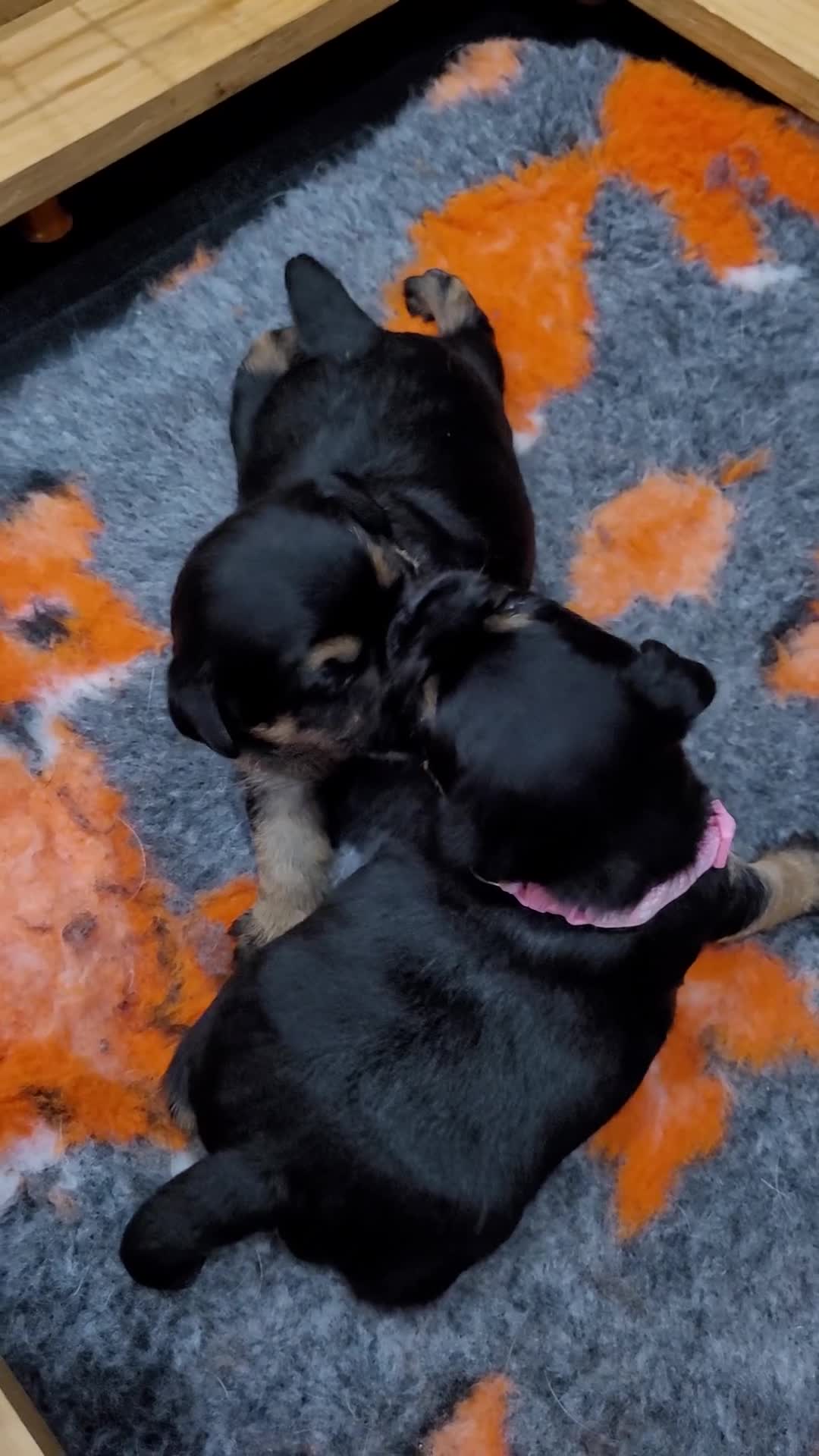 Border Terrier dogs for sale: Beautiful Black/Tan Bitch looking for loving home in Swadlincote - Video 1