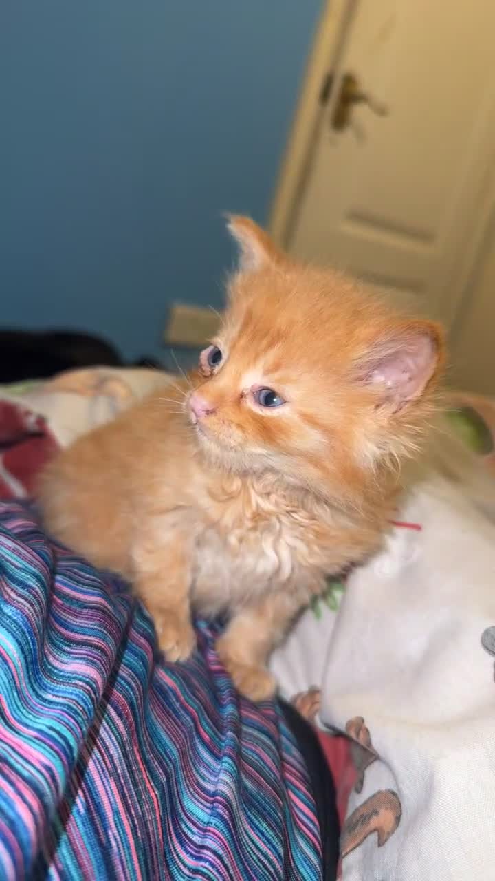 Mixed Breed cats for sale: beautiful male and female kittens 🩵🩷 - Video 3