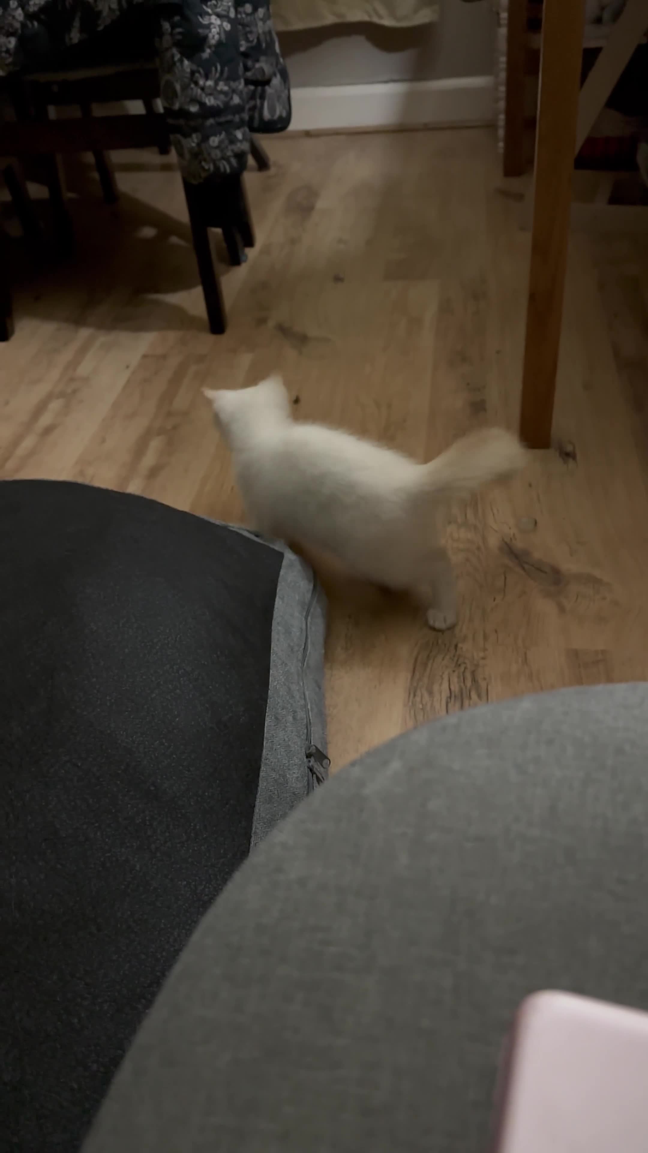 Ragdoll cats for sale: Female kitten Ragdoll x Mix Ragdoll  - Video 1