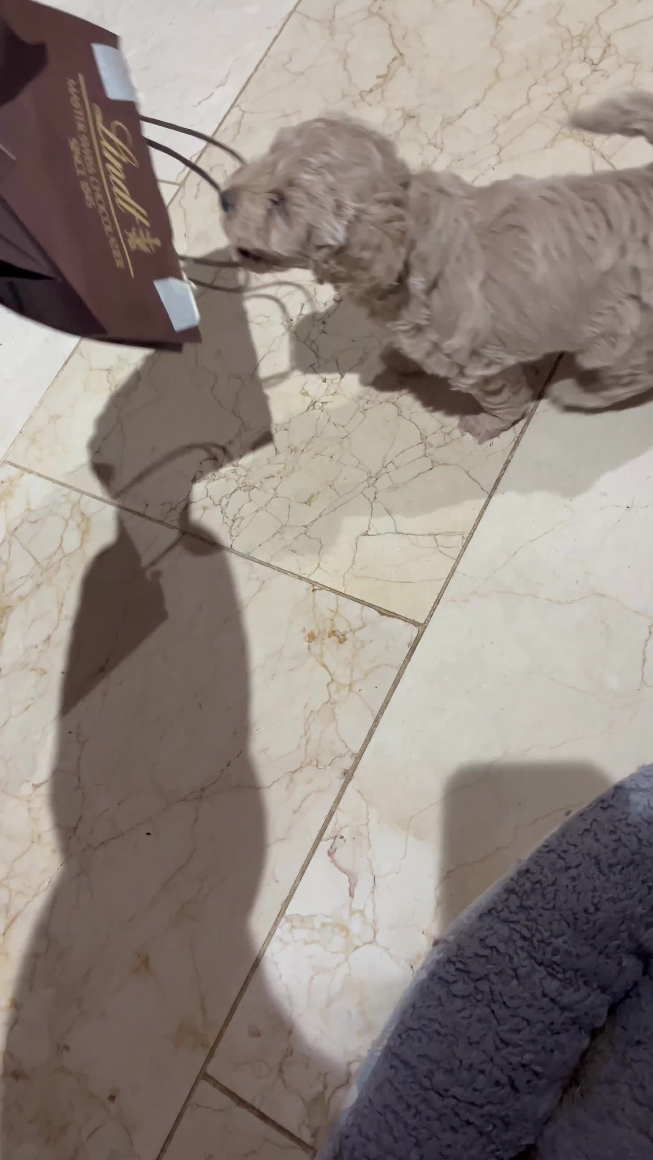 Maltipoo dogs for sale: Pure Maltipoo Puppies   - Video 2