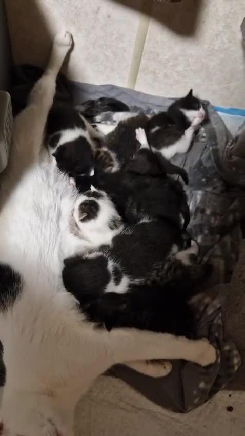 Mixed Breed cats for sale: 9 adorable Disney kitten couples  - Video 1