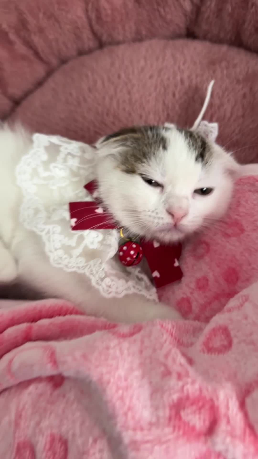 Scottish Fold cats for sale: Scottish fold baby - Video 1