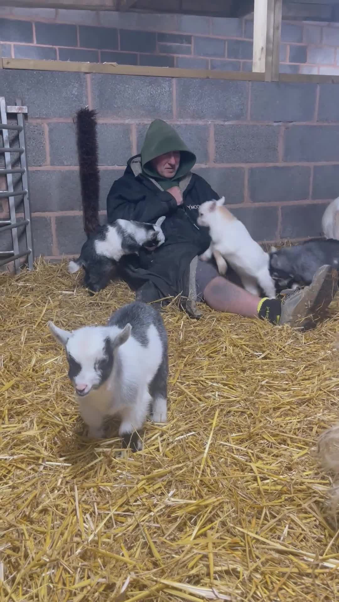 Goats livestock for sale: Pedigree Registered Pygmy Goat Kids - Video 2