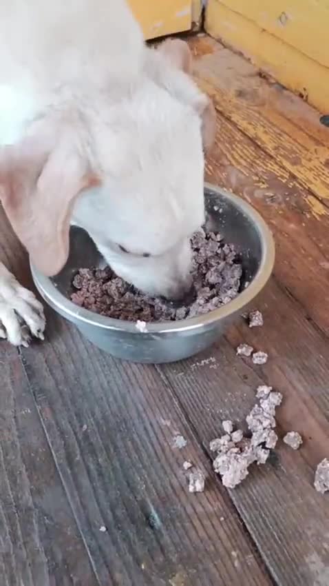 Mixed Breed dogs for adoption: Otis  - Video 1