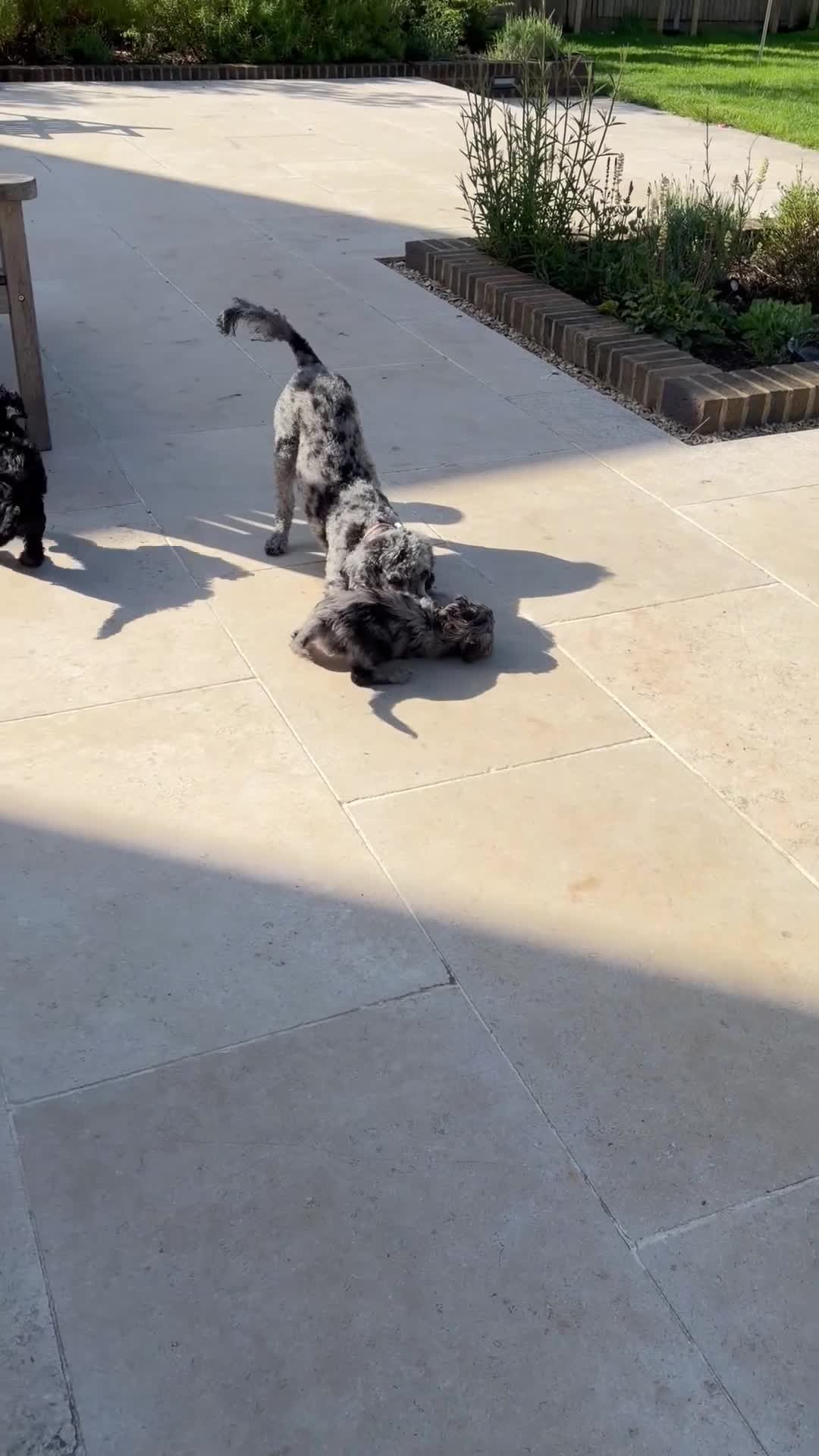 Cockapoo dogs for sale: REDUCED! READY TO GO! Beautifully Marked Cockapoos - Video 1