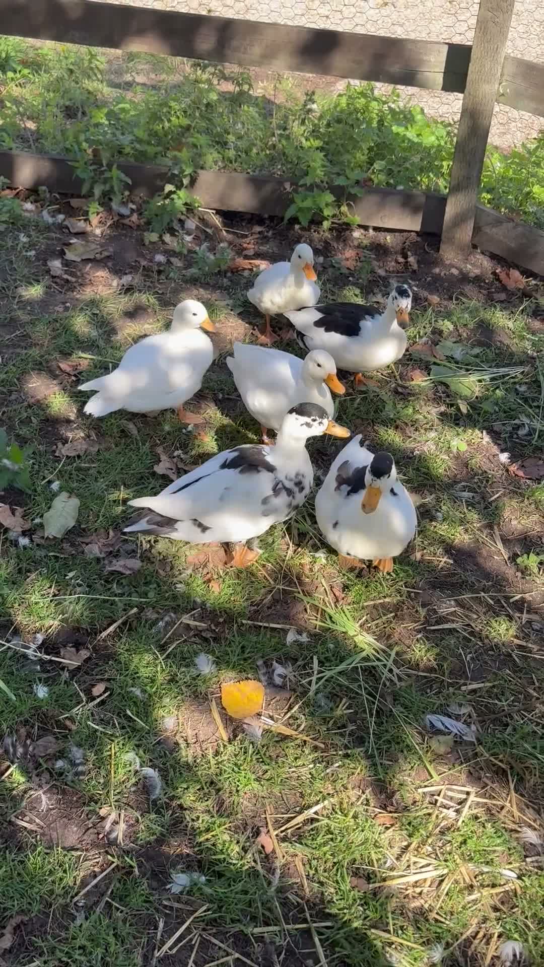 Ducks poultry for sale: 4 Male Call Ducks in St. Ives - Video 1