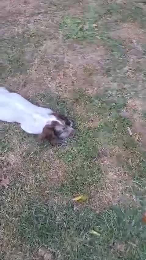 Mixed Breed dogs for sale: Cocker Spaniel Puppies - Video 1