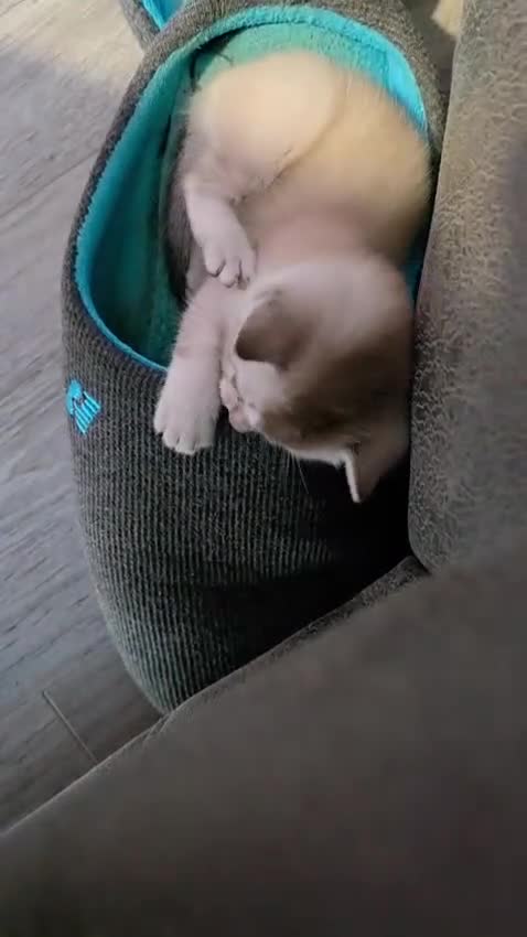 Bengal cats for sale: Rare Snow bengal x fold in Boston - Video 2