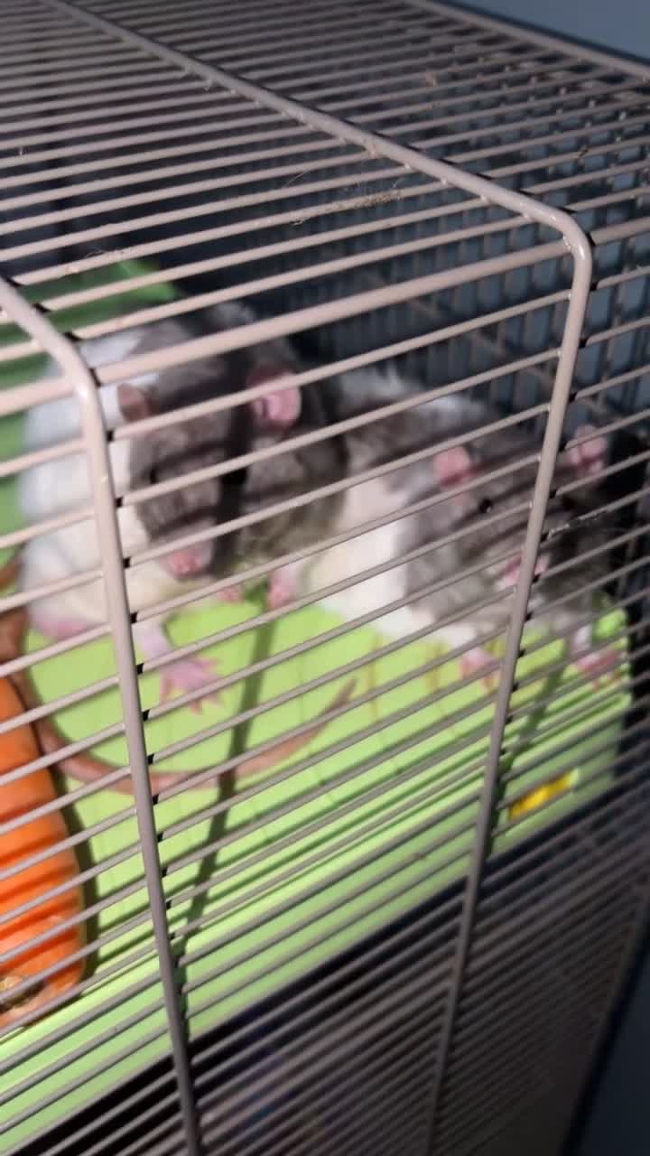Rat rodents for sale: 2 male rats - 9 months old  in Walsall - Video 1