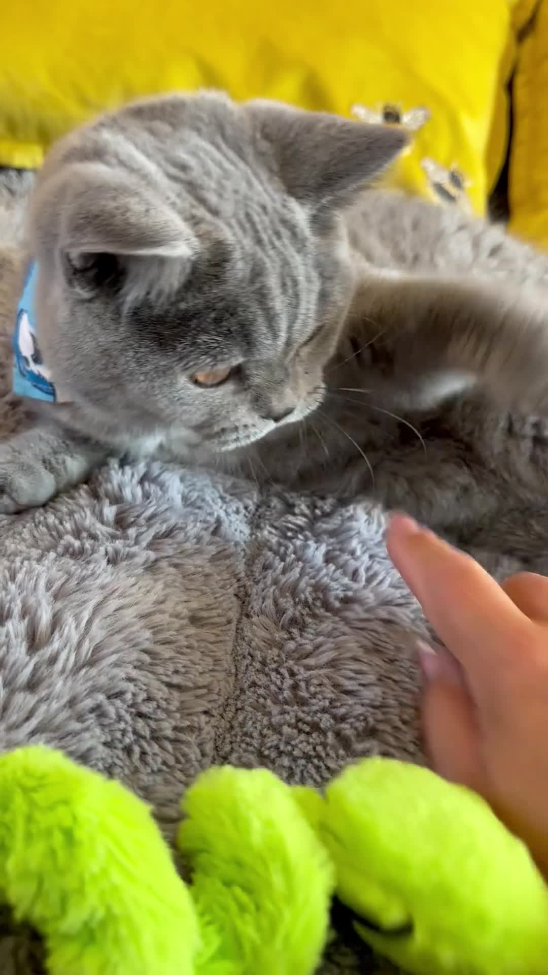 British Shorthair cats for sale: Gccf registered kittens  - Video 3
