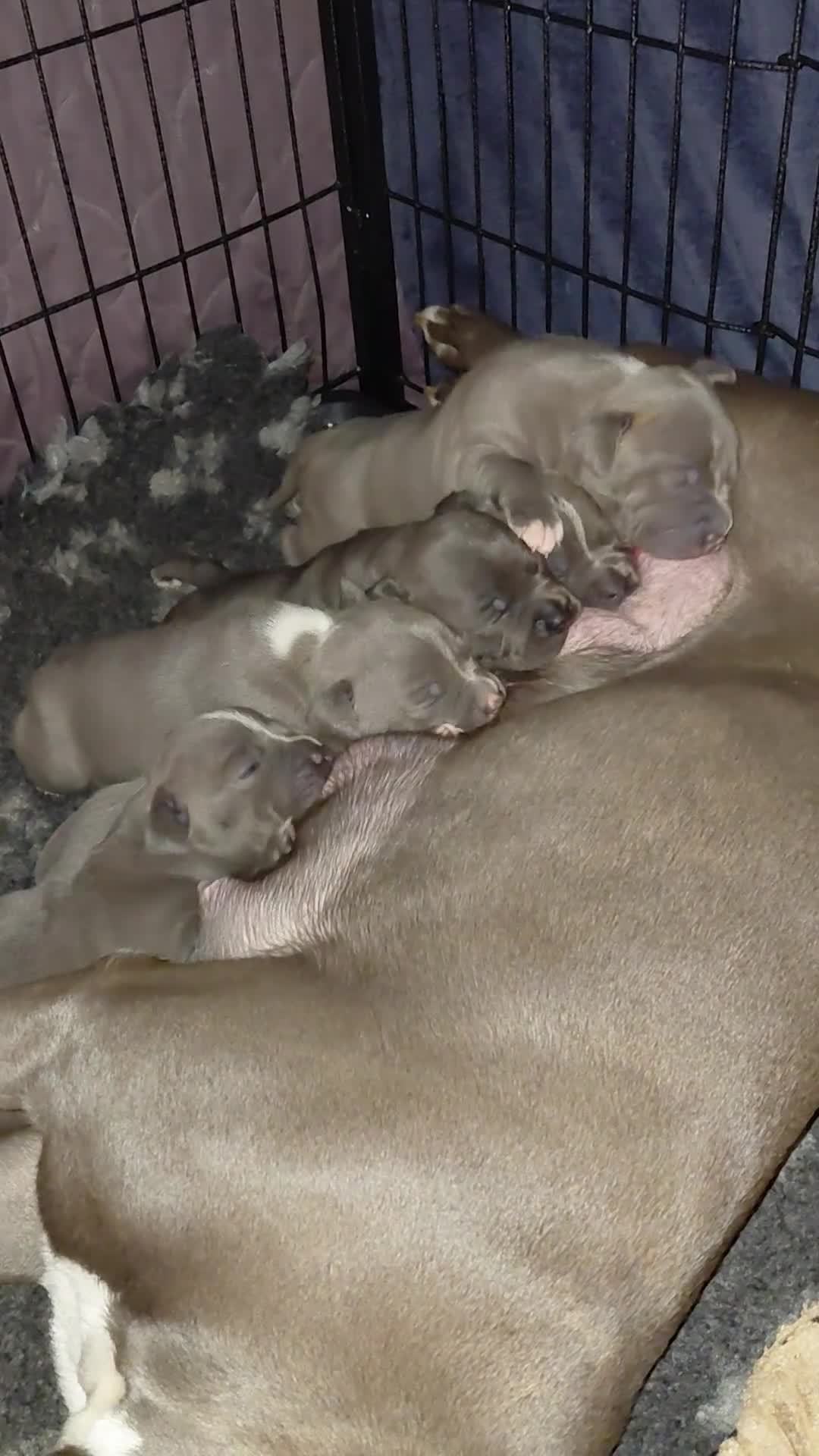 Staffordshire Bull Terrier dogs for sale: Pedigree Blue Staffordshire Bull Terrier Puppies  - Video 2