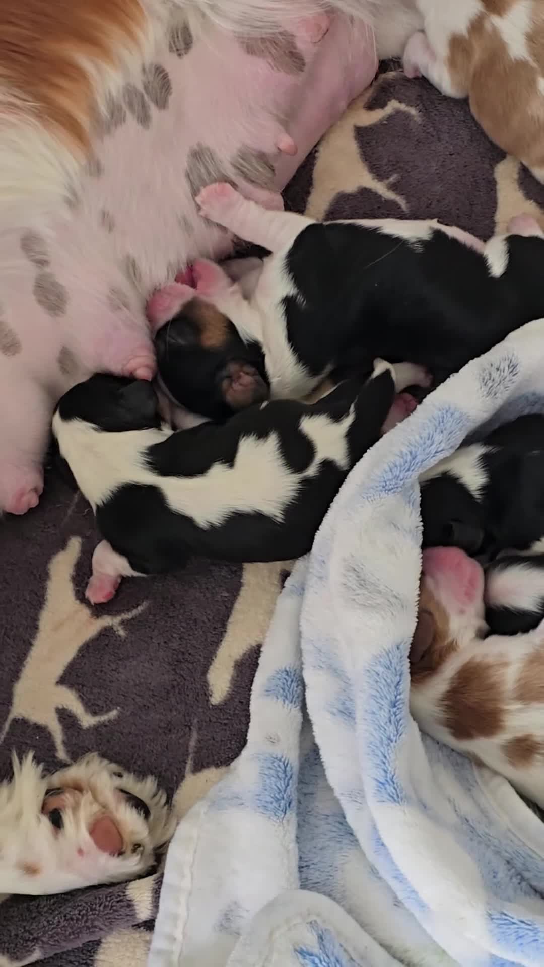 Cavalier King Charles Spaniel dogs for sale: MRI scanned parents fullY health tested - Video 2