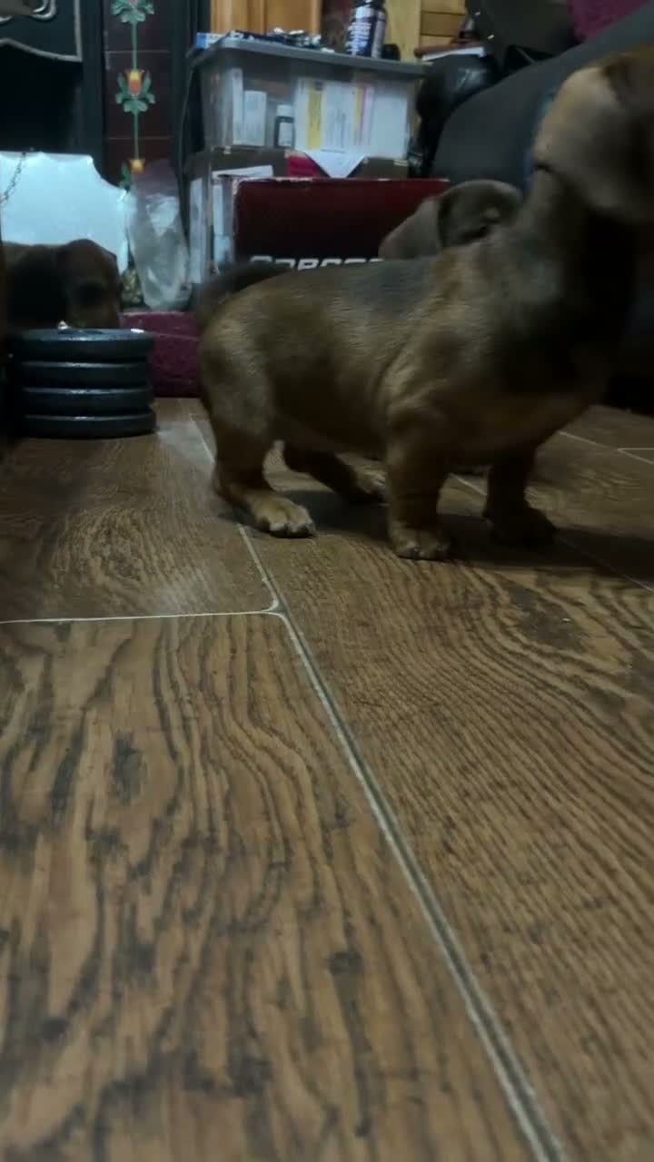 Mixed Breed dogs for sale: Miniature dachshund cross puppies  in Halesowen - Video 1