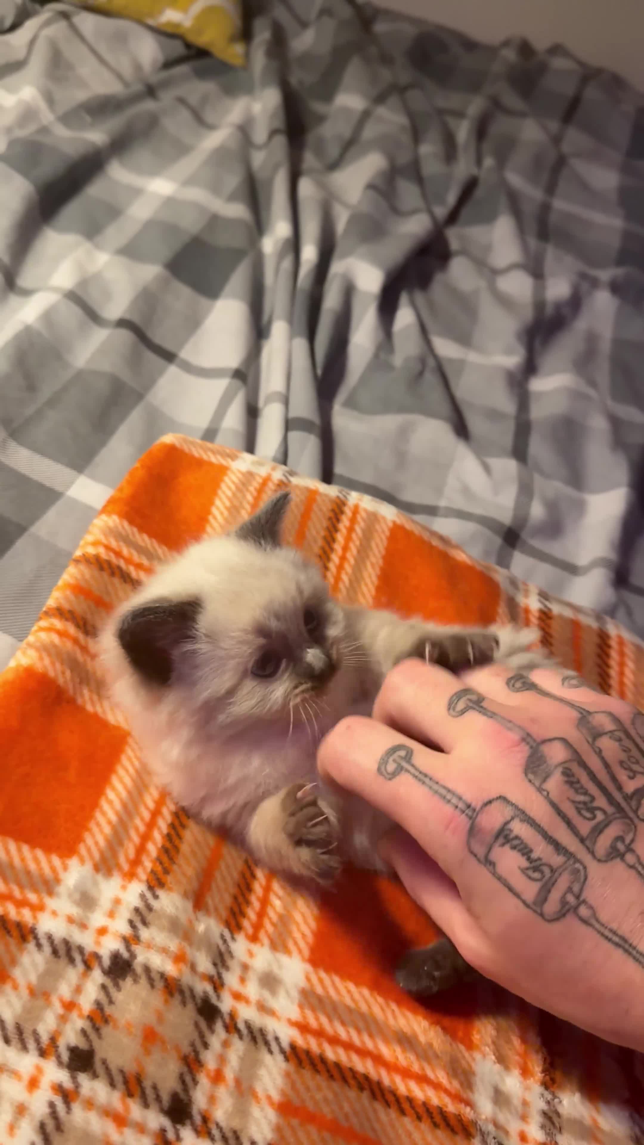 Ragdoll cats for sale: Purebred Ragdoll kitten (wobbly cat syndrome) - Video 1