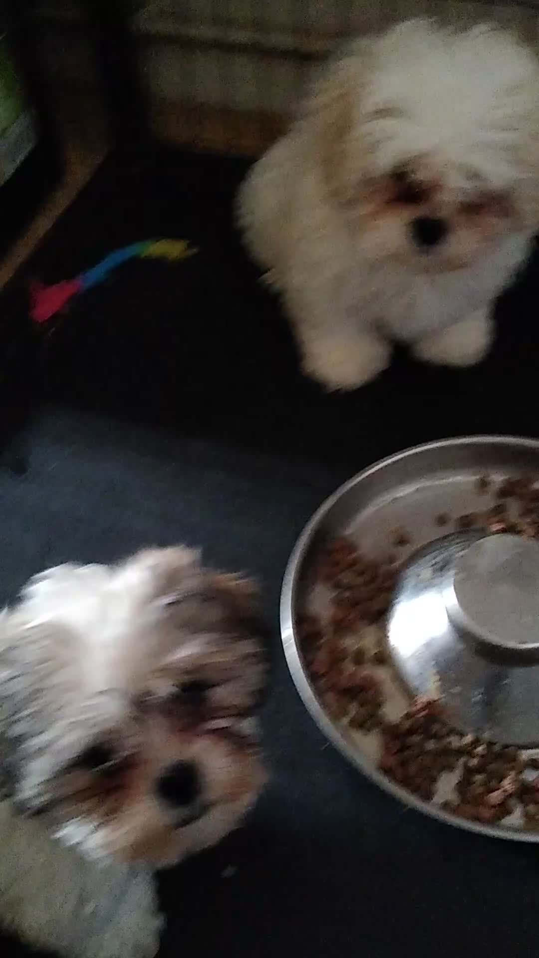 Zuchon dogs for sale: Shichon/Zuchon - Video 1