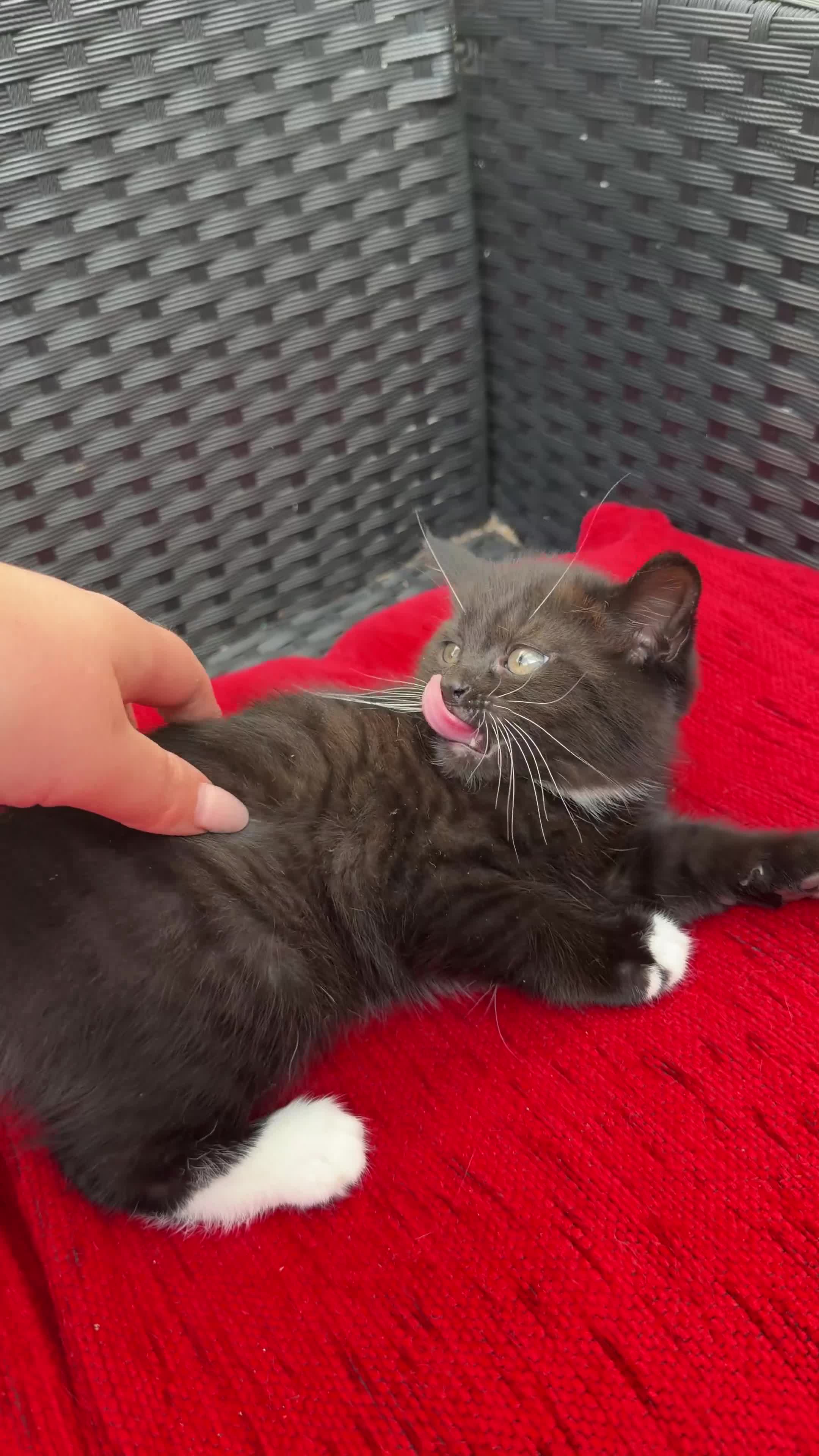 Mixed Breed cats for sale: Beautiful Tuxedo Girl Kitten - Video 1