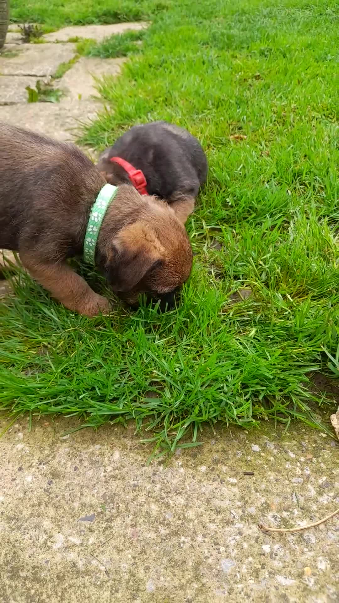 Border Terrier dogs for sale: 2 border terrier girls - Video 1