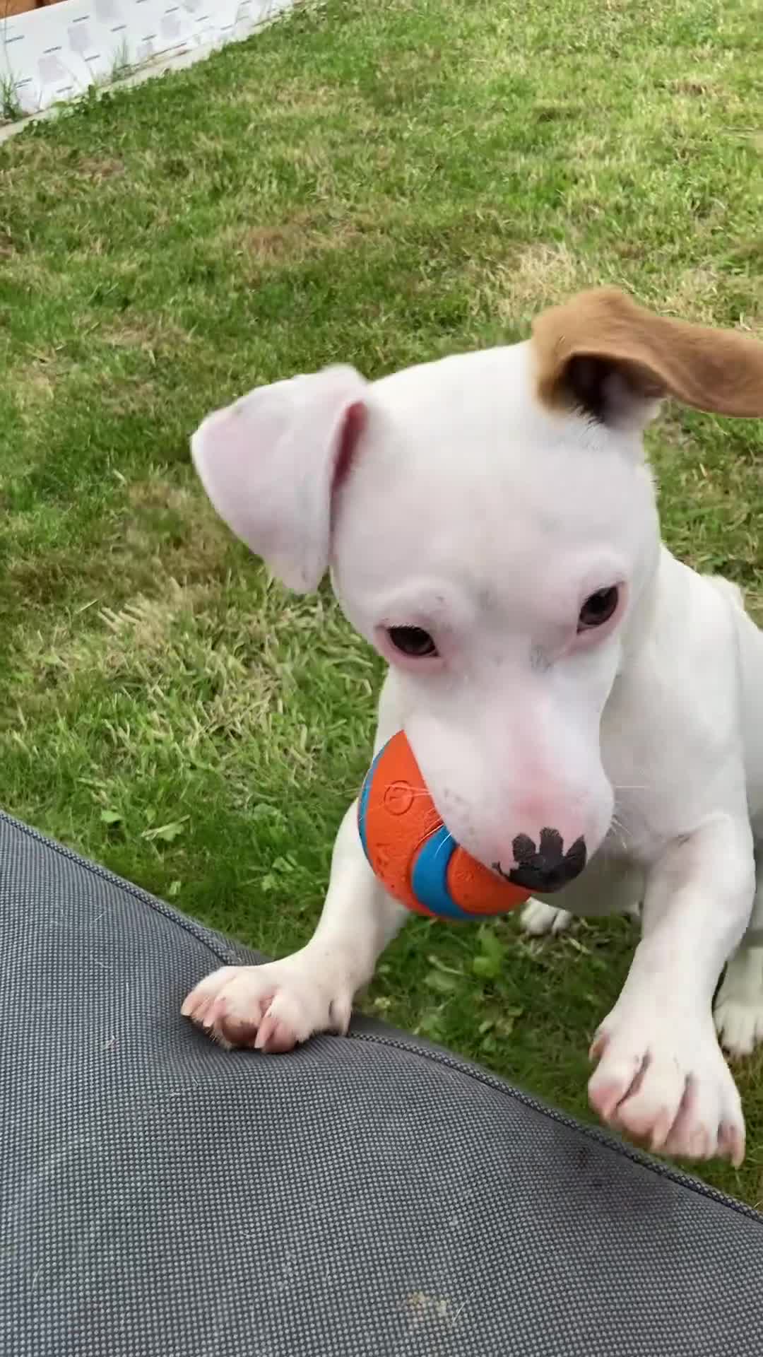 Jack Russell dogs for sale: Handsome rare white JRT male 10 months £750 - Video 1