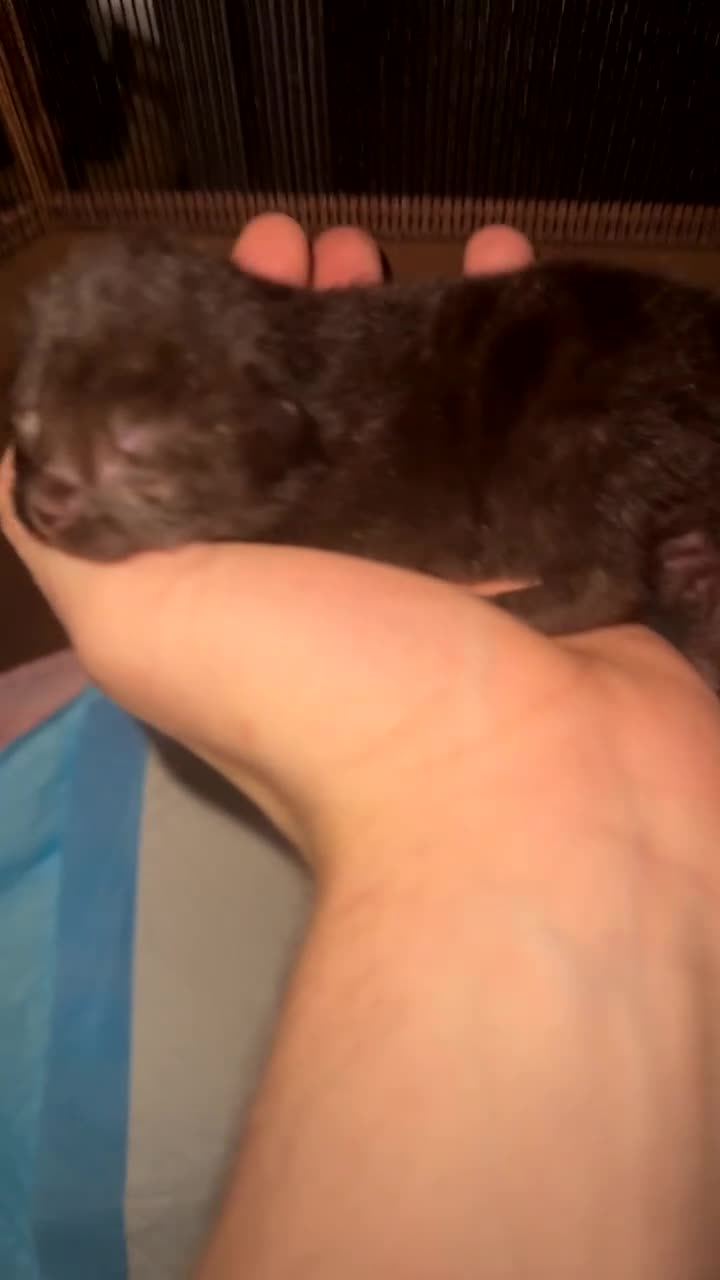 Mixed Breed cats for sale: All Kittens Have Been Reserved🖤🤎✨ - Video 1