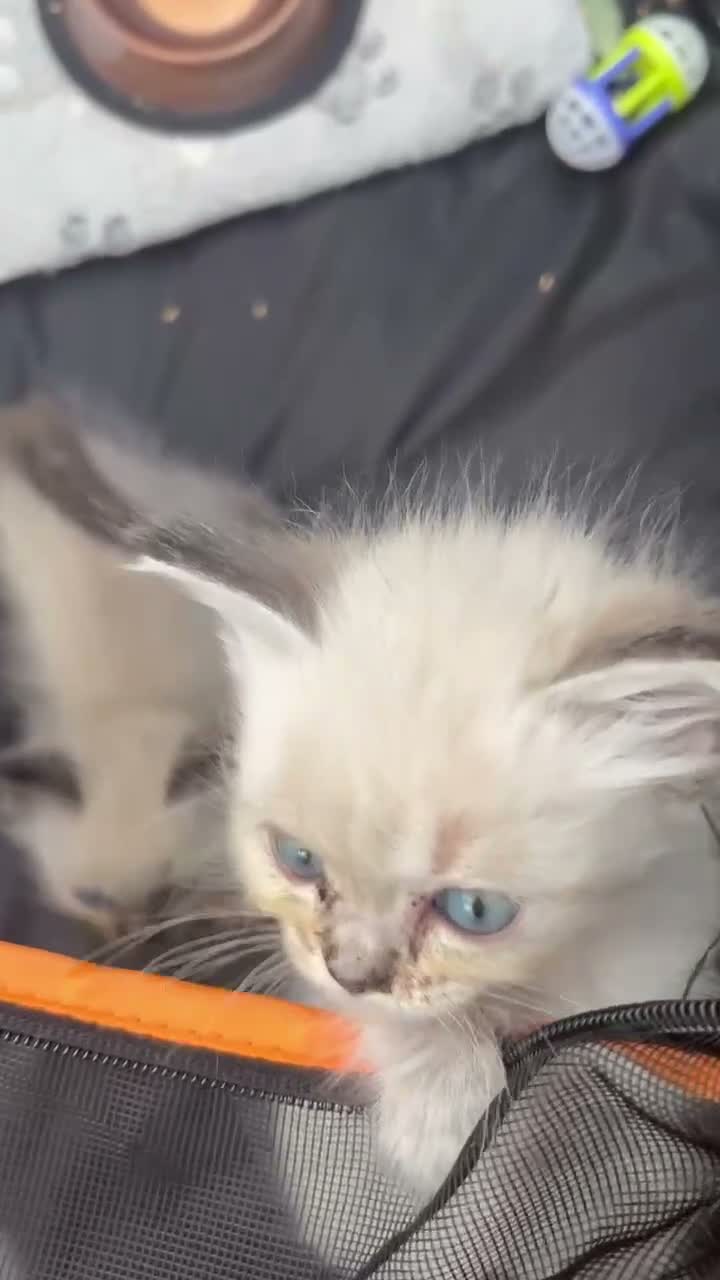 Ragdoll cats for sale: Ragdoll kitten  - Video 3
