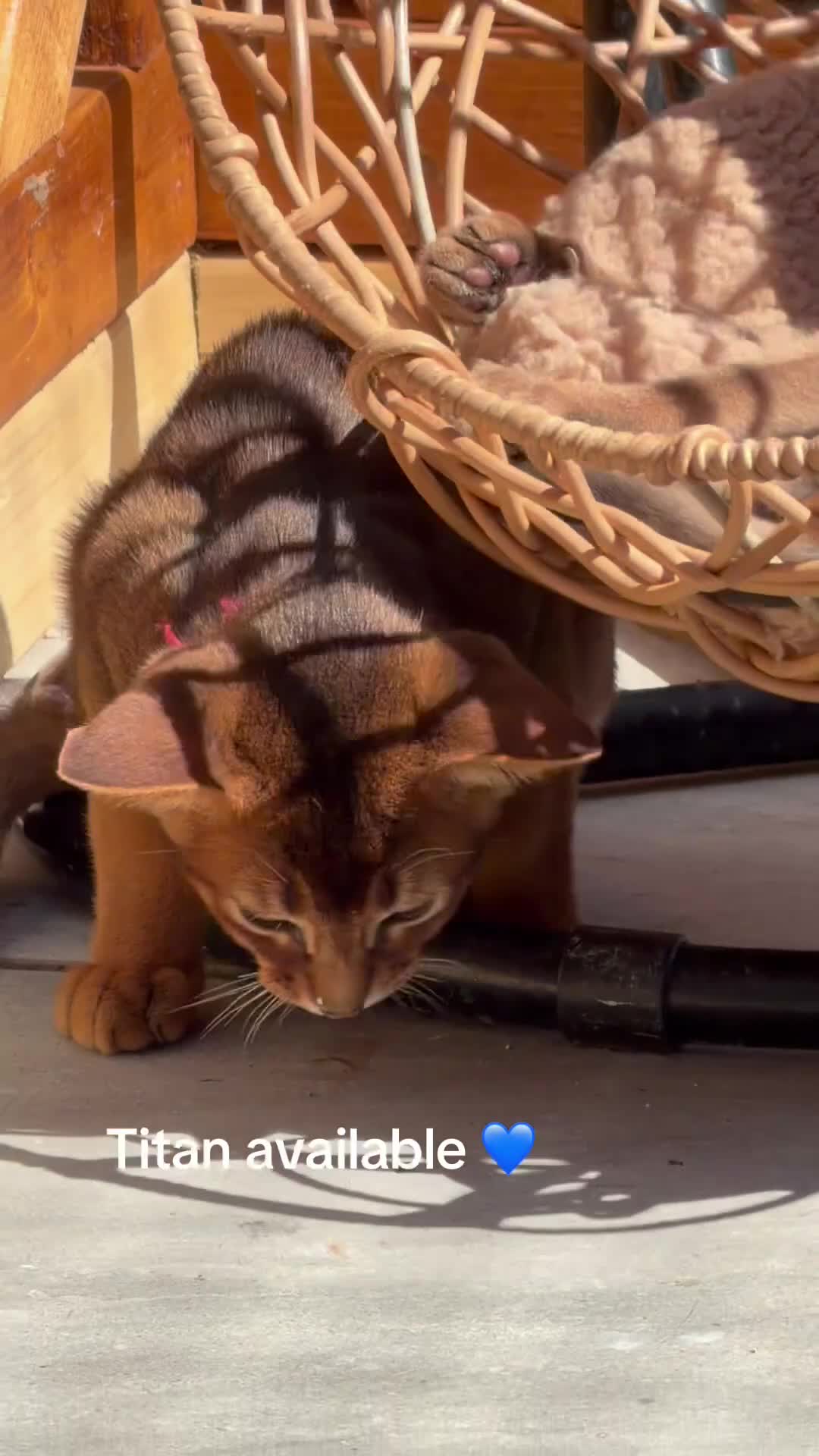 Abyssinian cats for sale: LAST 2 BOYS 💙😻Abyssinian kittens  - Video 3