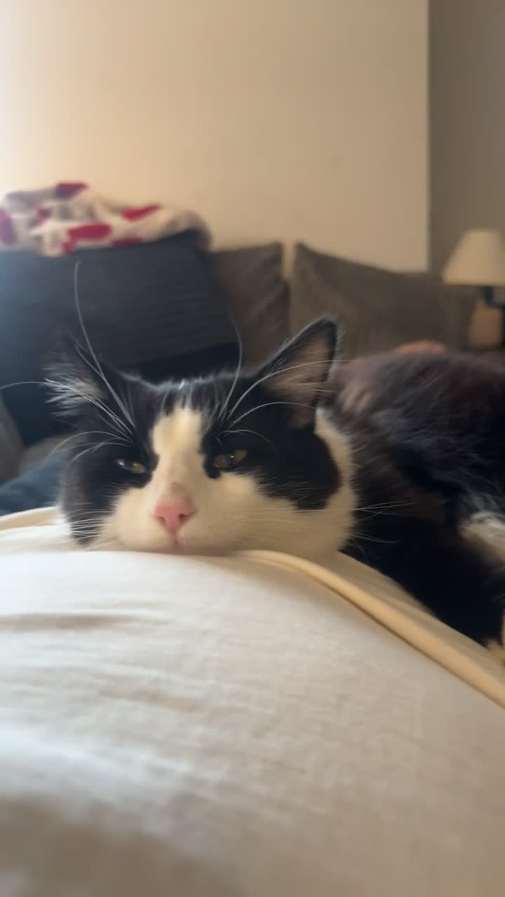 British Longhair cats for sale: Tuxedo male for sale (indoor cat) - Video 1