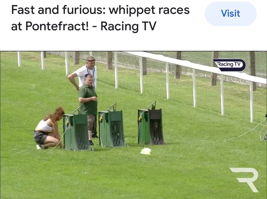 Whippet dogs for stud: KC Registered Blue Whippet Proven Stud Dog in Barnsley - Video 1