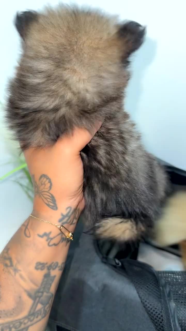 Pomeranian dogs for sale: Two Adorable Pomeranian Boys Still Available!  - Video 2