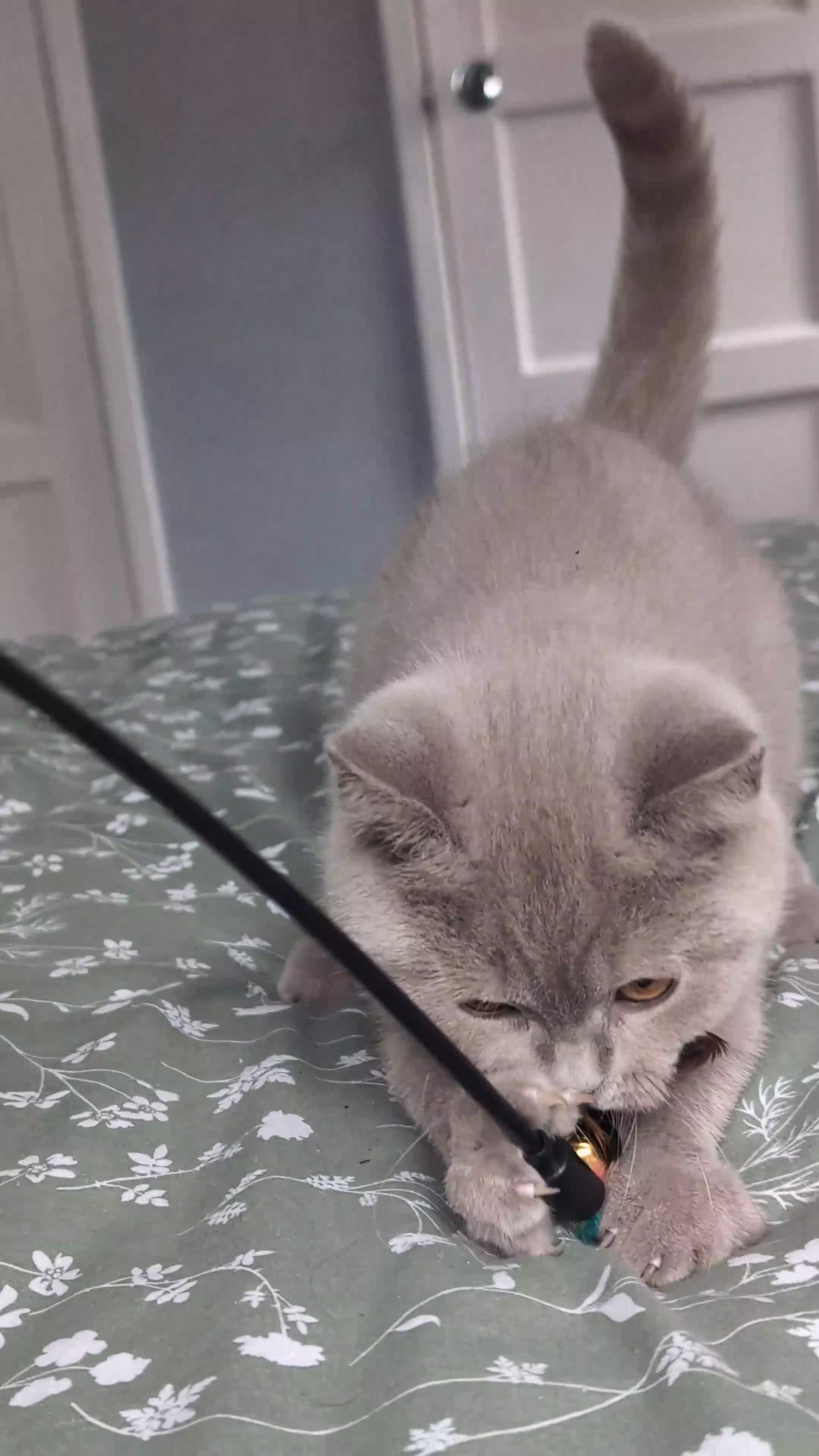 British Shorthair cats for sale: 💜 GCCF Active Registered Lilac Male Kitten 💜 - Video 2