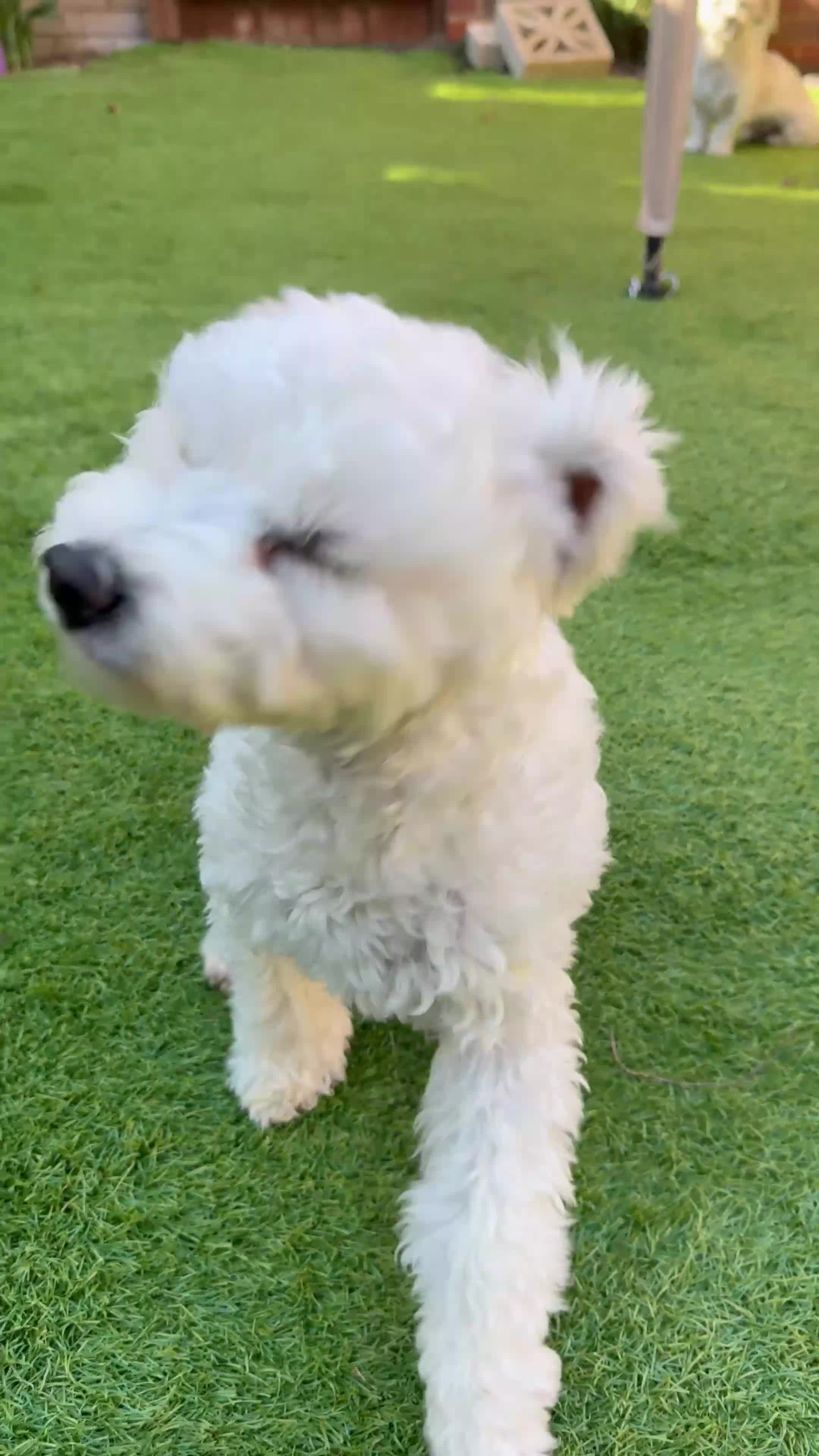 Maltese dogs for sale: 5 months old male Maltese - Video 1