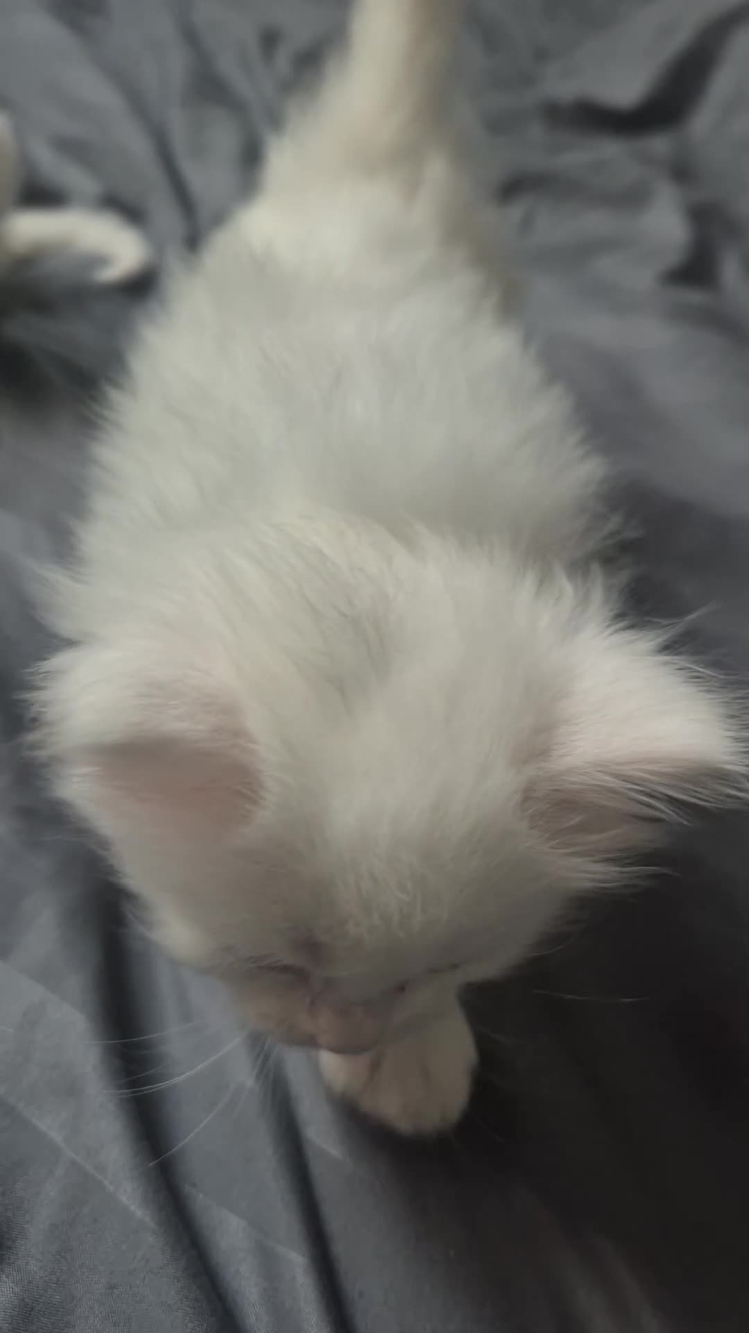 Maine Coon cats for sale: ✨🐾 Stunning Russian Maine Coon Kittens 🐾✨ - Video 1