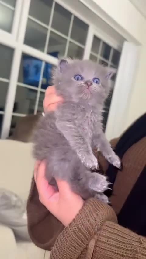 British Shorthair cats for sale: GORGEOUS FLUFFBALLS - Video 4