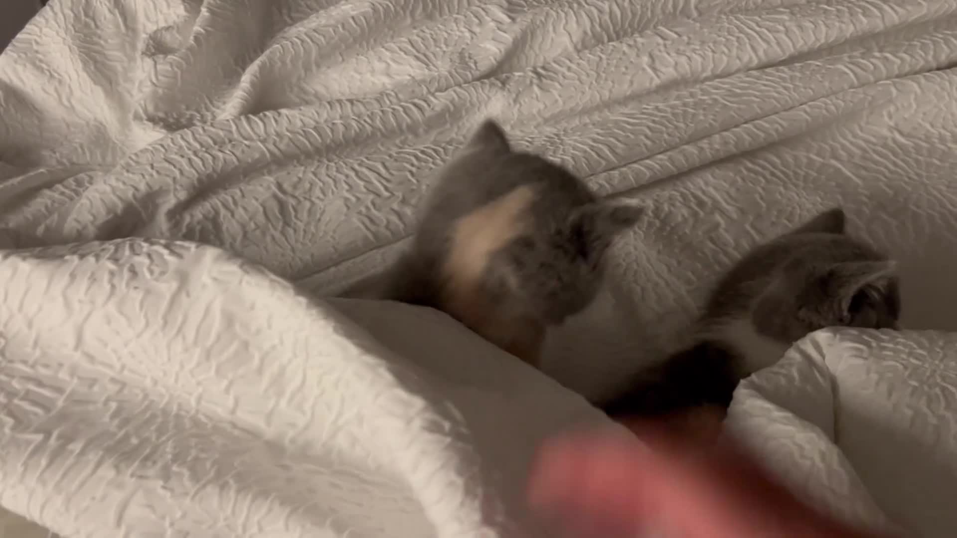 British Shorthair cats for sale: Registered Ready to go SOON British Shorthair  - Video 3