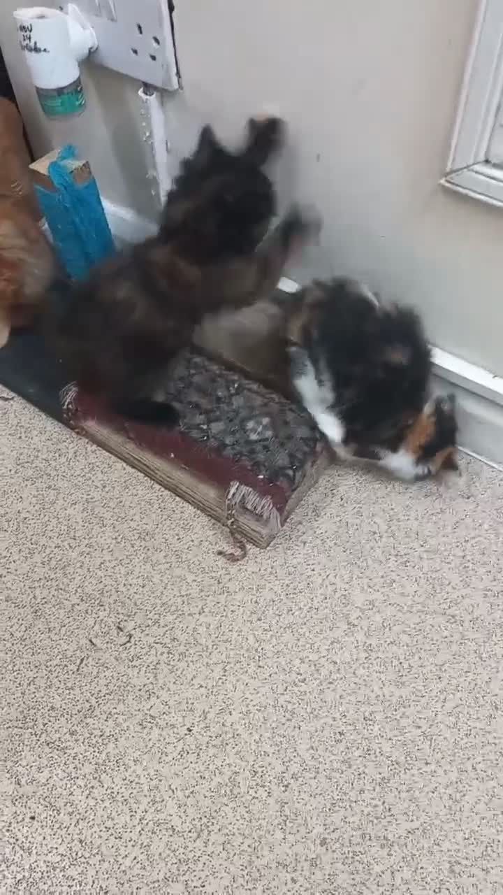 Mixed Breed cats for sale: 4 beautiful,  kittens for sale.  in London - Video 1