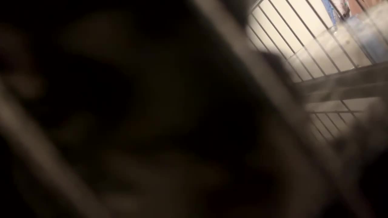 Chinchilla rodents for sale: Chinchilla in need of a home - Video 1