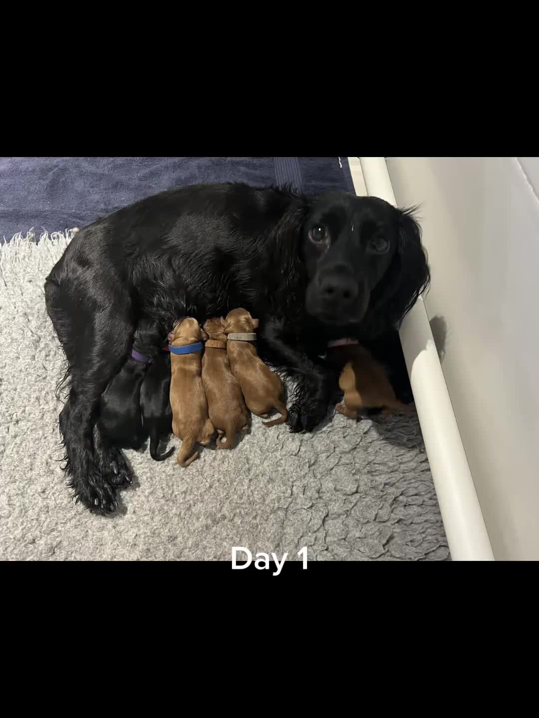 Cockapoo dogs for sale: Gorgeous F1 cockapoos🥰🥰 - Video 1