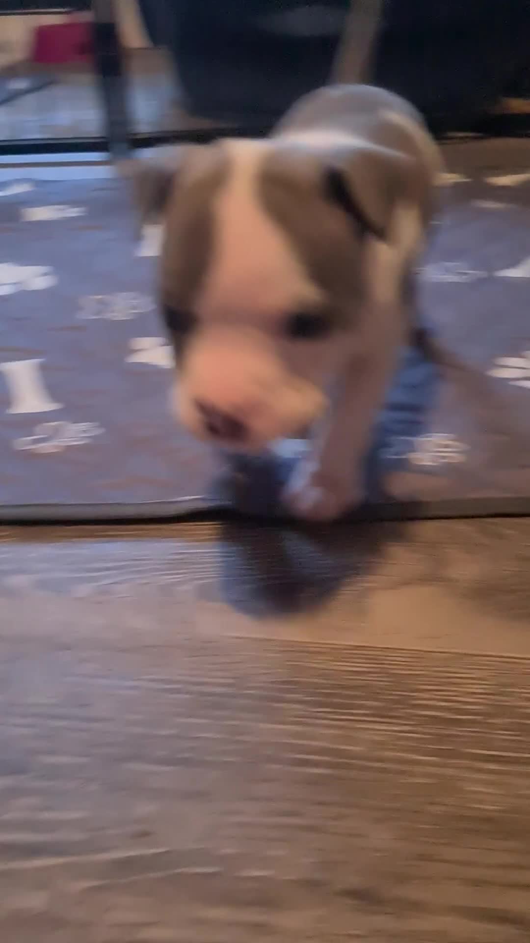 American Bully dogs for sale: Beautiful amarican pocket bullys  - Video 2