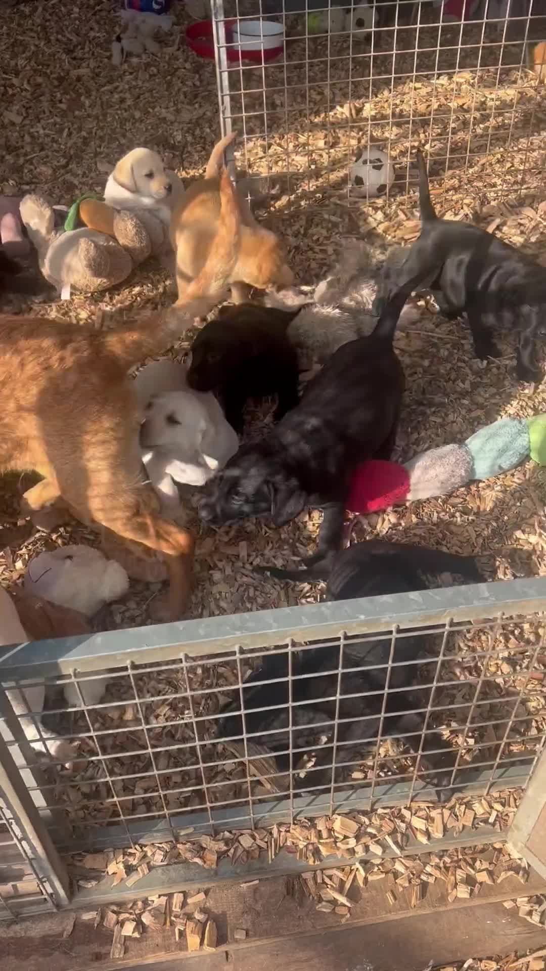 Labrador Retriever dogs for sale: Labrador Pups Chunky traditional type 1 girl left in Barrow-upon-Humber - Video 4