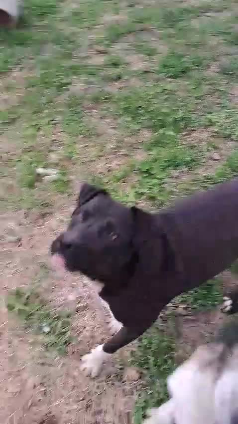 Mixed Breed dogs for adoption: LUCKY - a superb and gentle girl for a Loving Home - Video 1