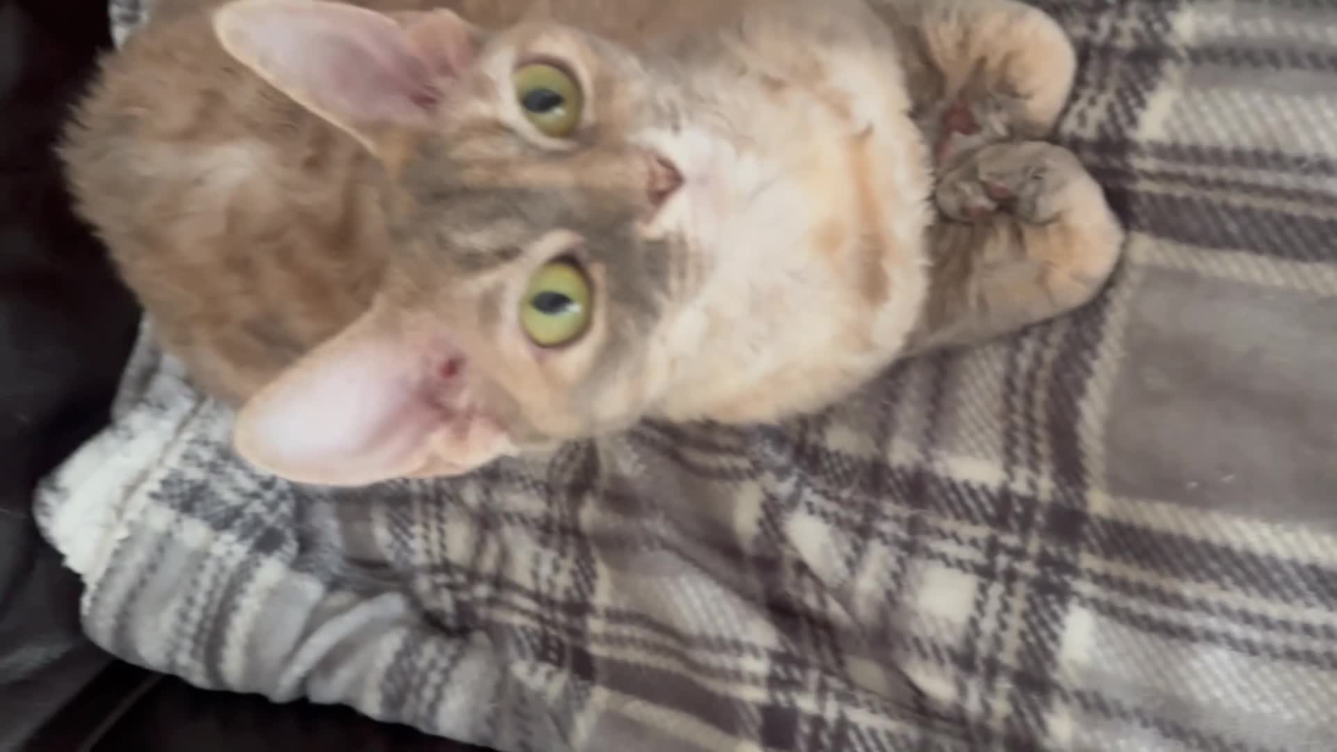 Devon Rex cats for sale: Blue Cream Tortie Devon Rex Female  - Video 1
