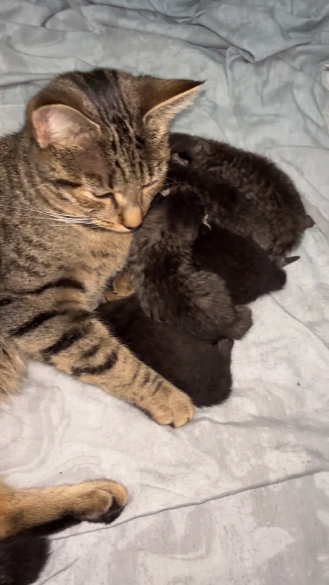 Domestic Shorthair cats for sale: Domestic short haired  black tabby kittens  - Video 1