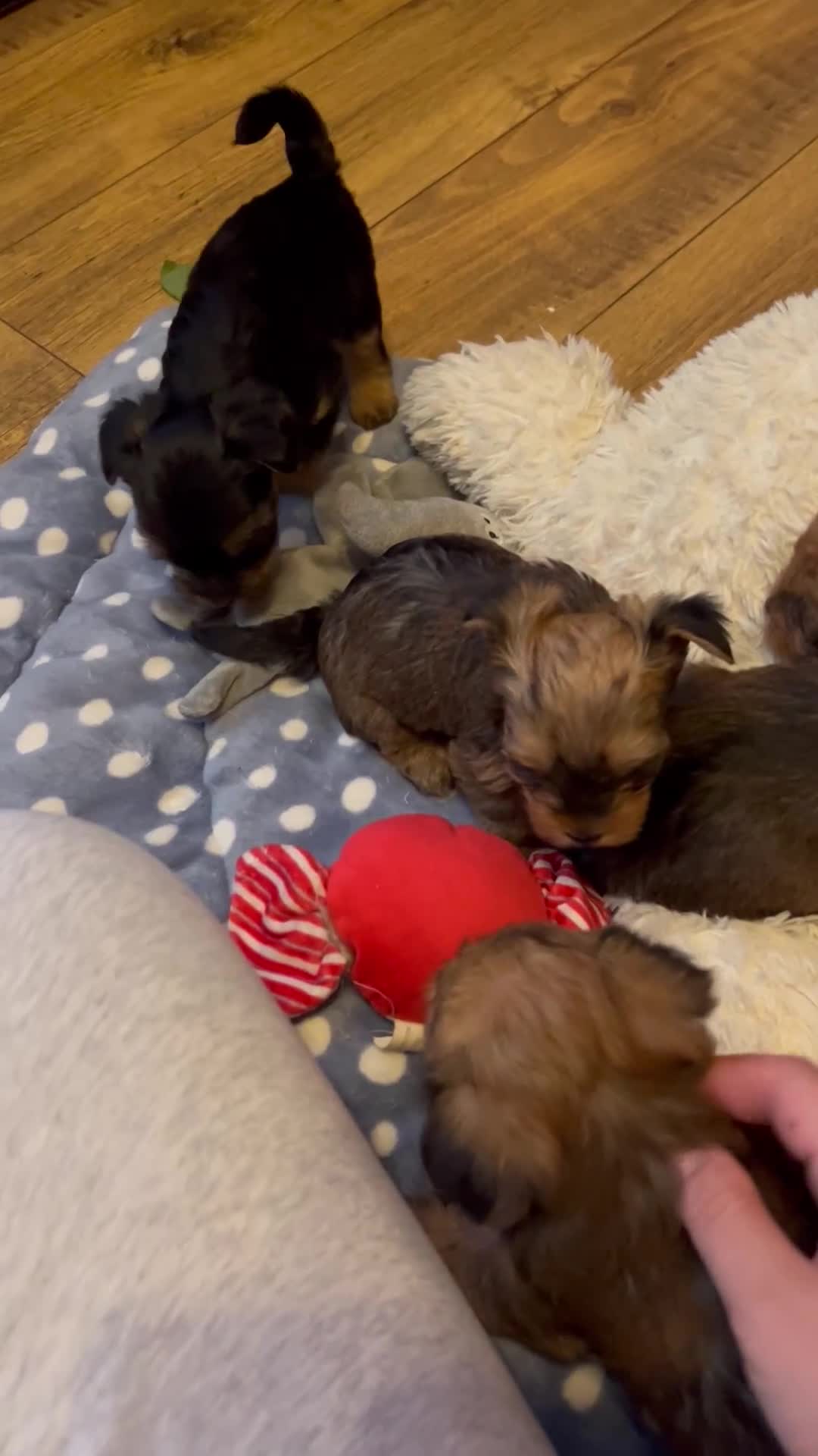 Yorkshire Terrier dogs for sale: Yorkshire terrier mini 1 female 3 male puppies  - Video 4