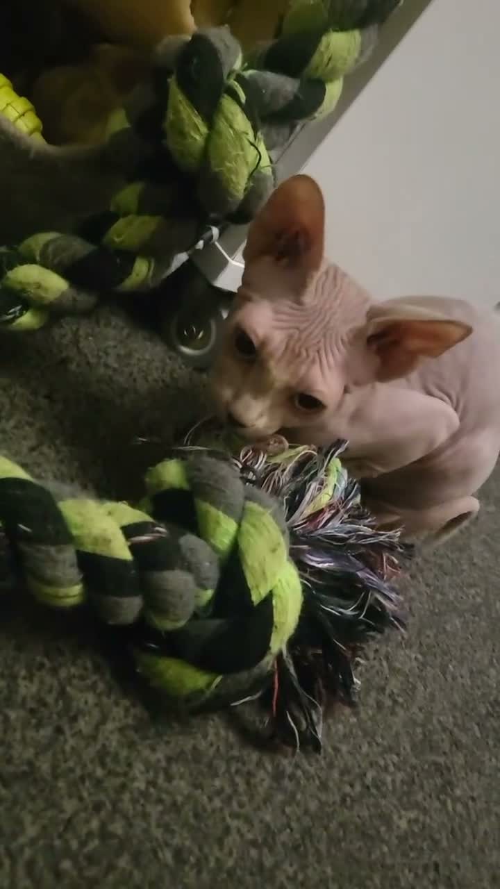Sphynx cats for sale: Last boy !! Final reduce price🐾 - Video 3