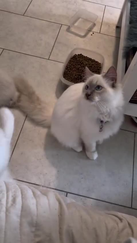 Ragdoll cats for sale: Blue mitted and bicolour ragdolls - Video 1