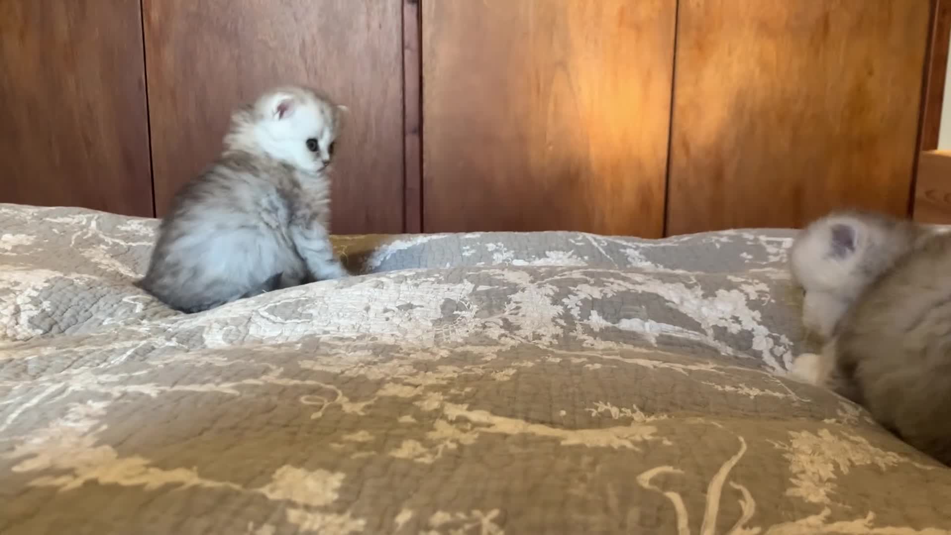 Persian cats for sale: Doll faced Persian kittens - Video 2