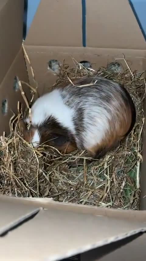Guinea Pig rodents for sale: Male Guinea pig  - Video 3