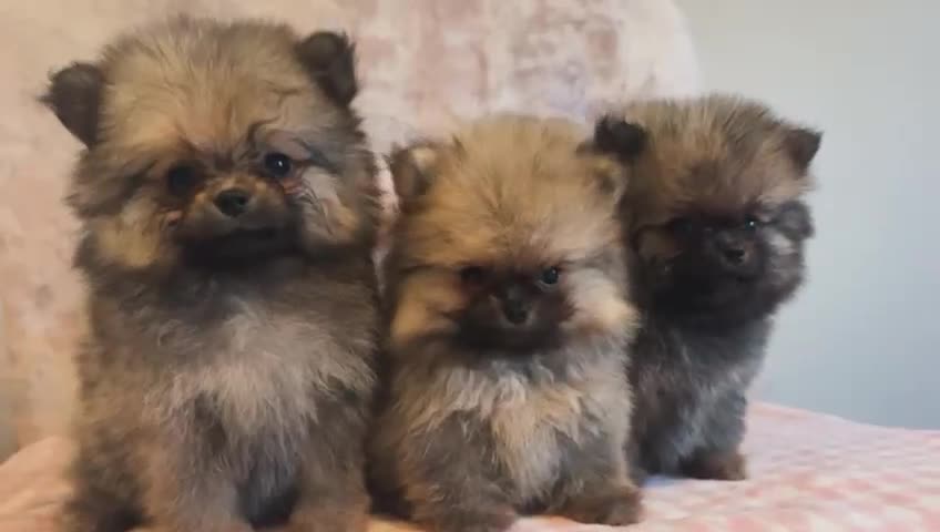 Pomeranian dogs for sale: TINY RUSSIAN / KOREAN TOY POMERANIANS READY NOW - Video 1