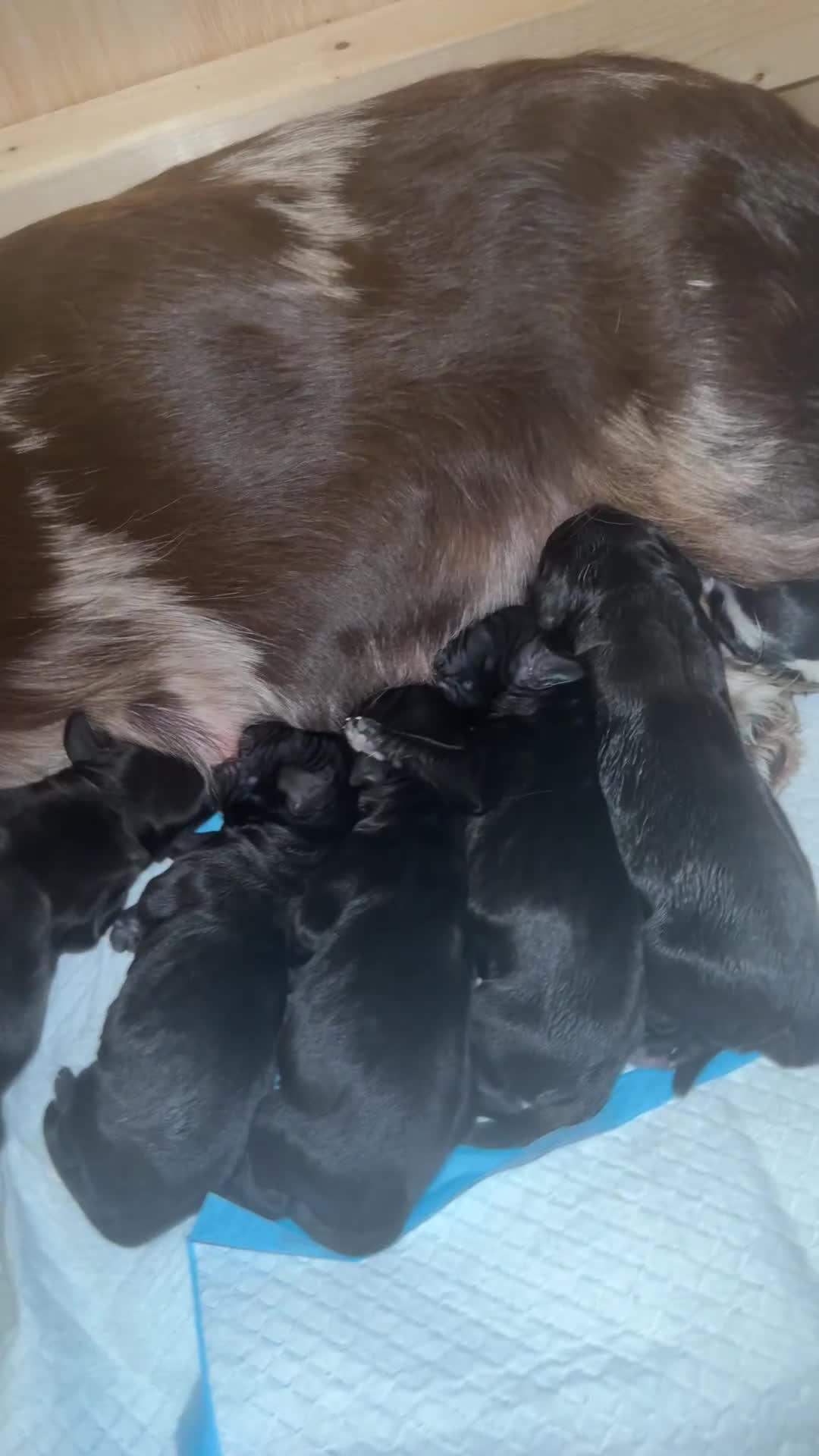 Cocker Spaniel dogs for sale: Working cocker spaniel LAST 2 REMAINING  - Video 1