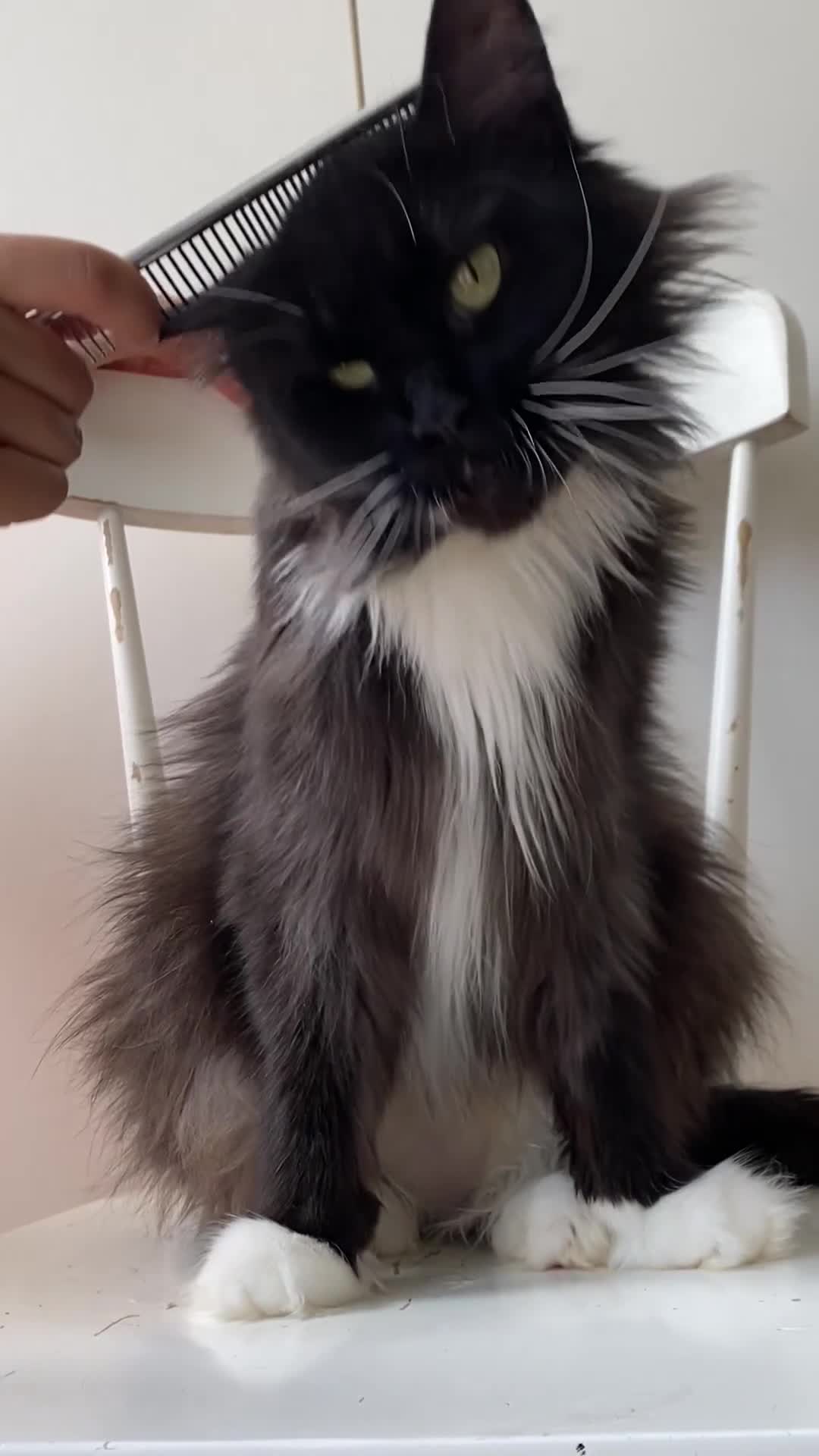 Maine Coon cats for sale: Gentle, Loving, and Majestic Maine Coone  - Video 4