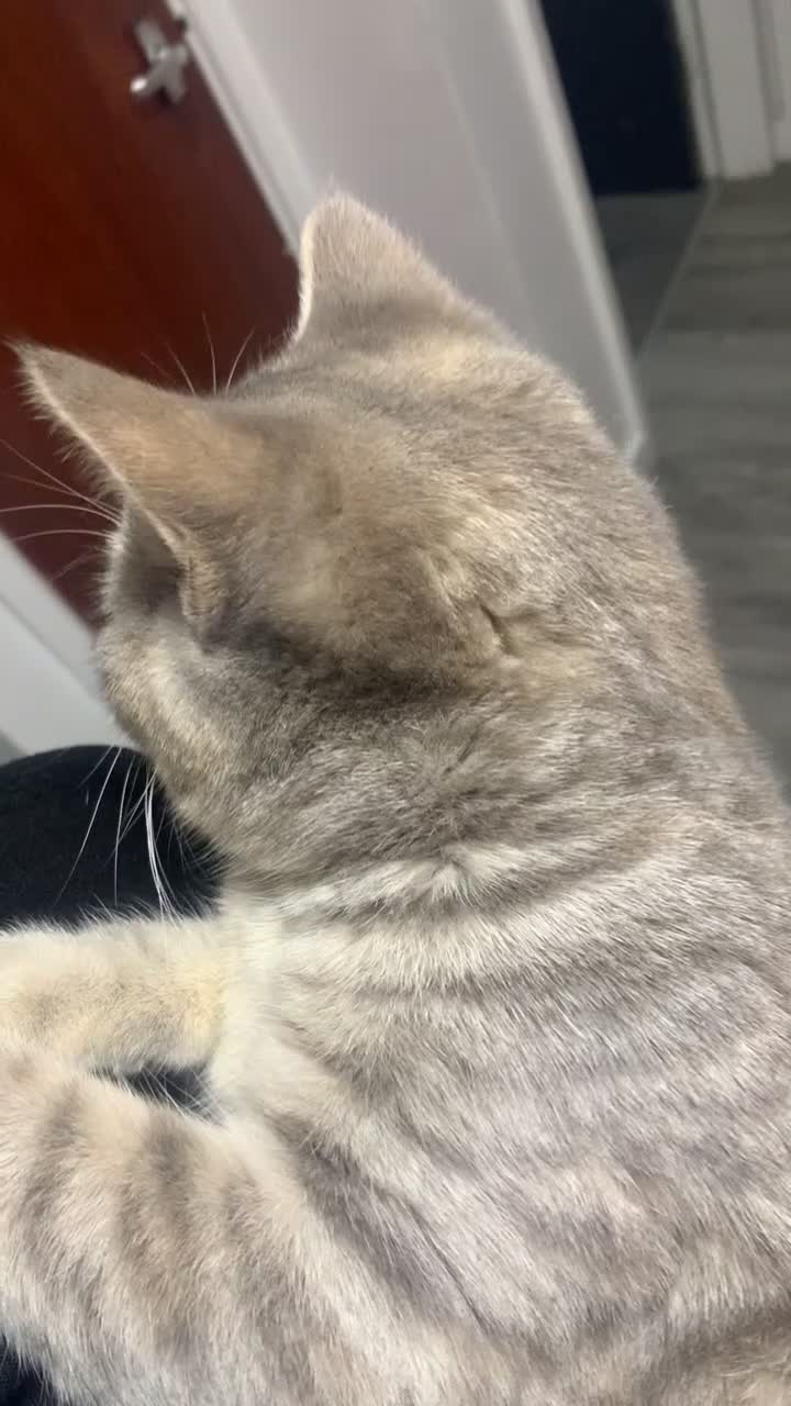 British Shorthair cats for sale: 1 Year Old Light Grey Female British Shorthair - Video 1